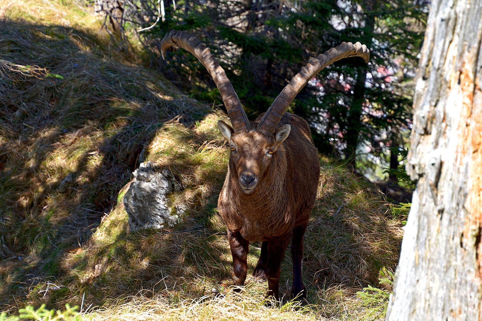 Steinbock 03