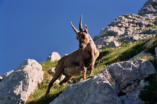 Steinbock