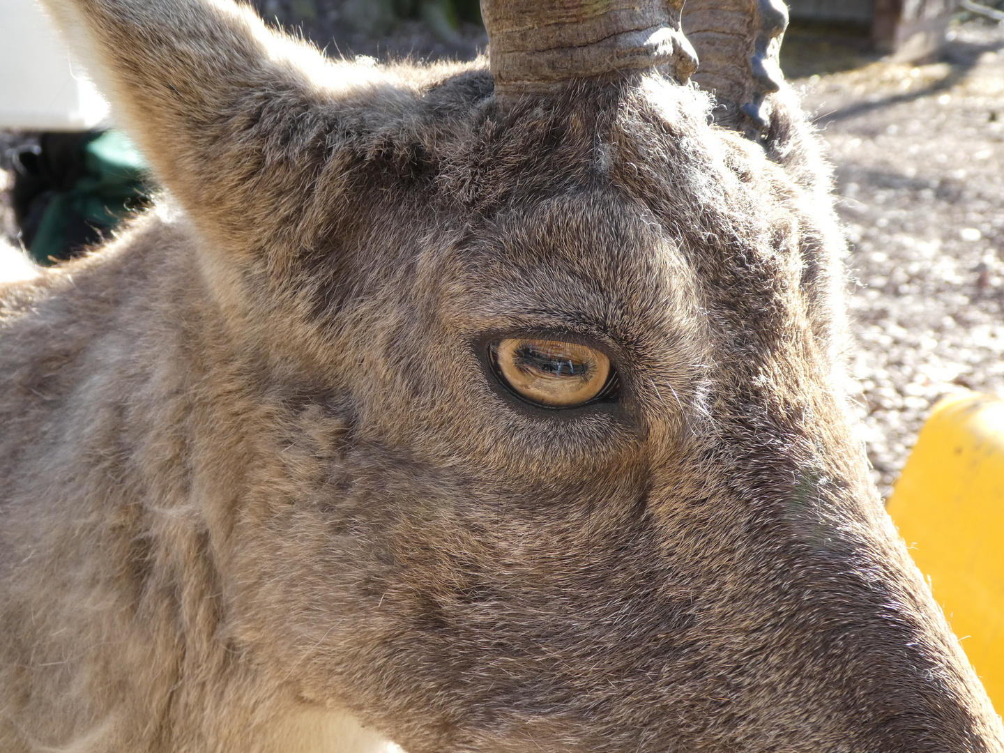 Steinbock