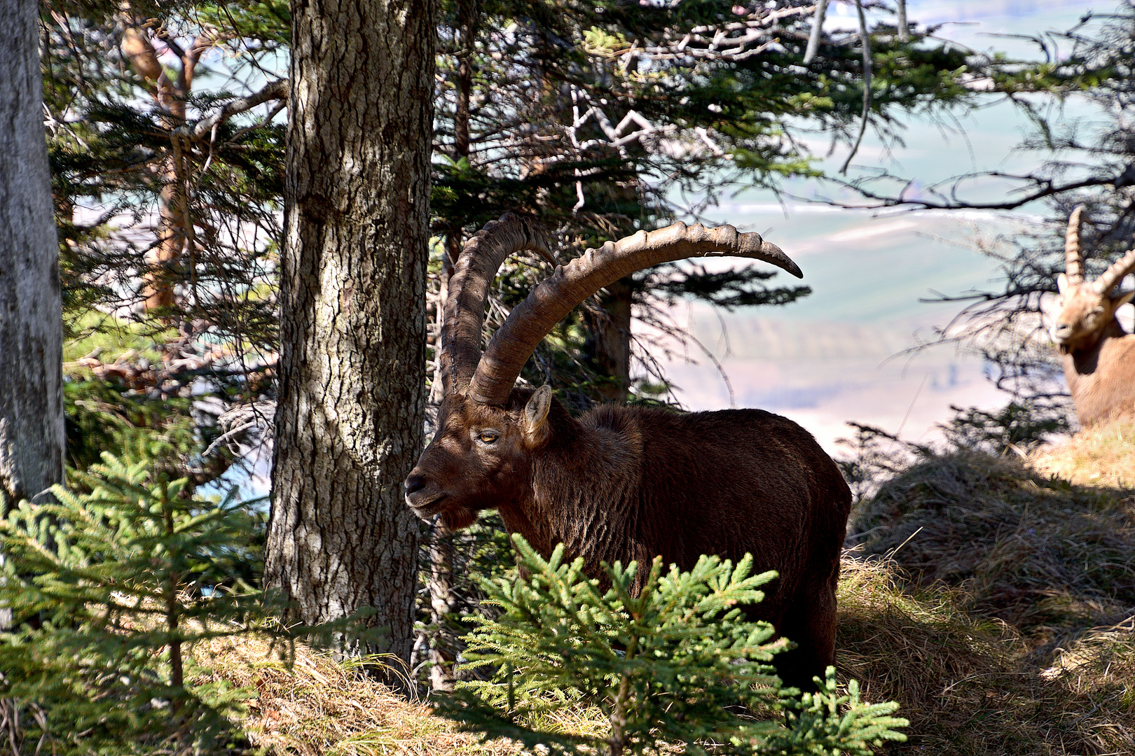 Steinbock 04