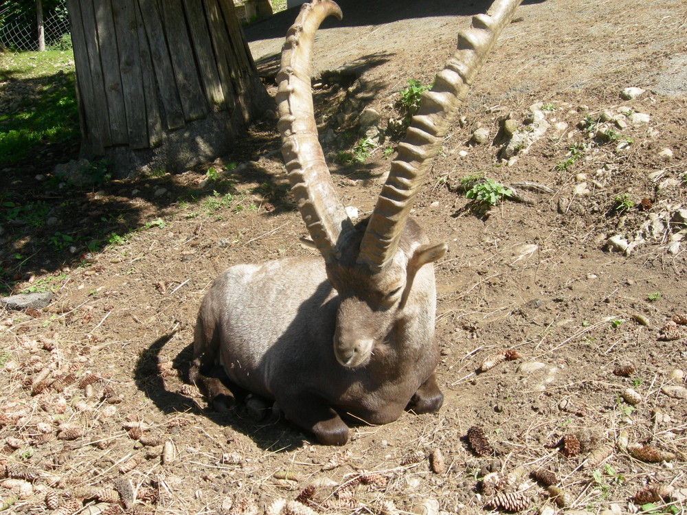 Steinbock