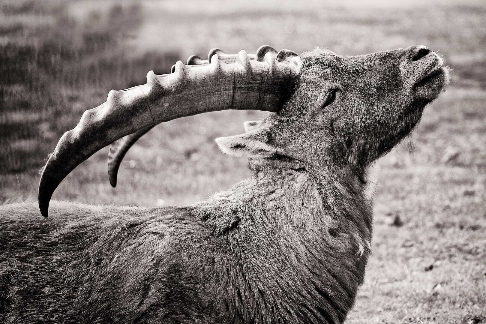 Steinbock