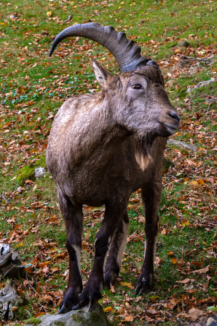 Steinbock