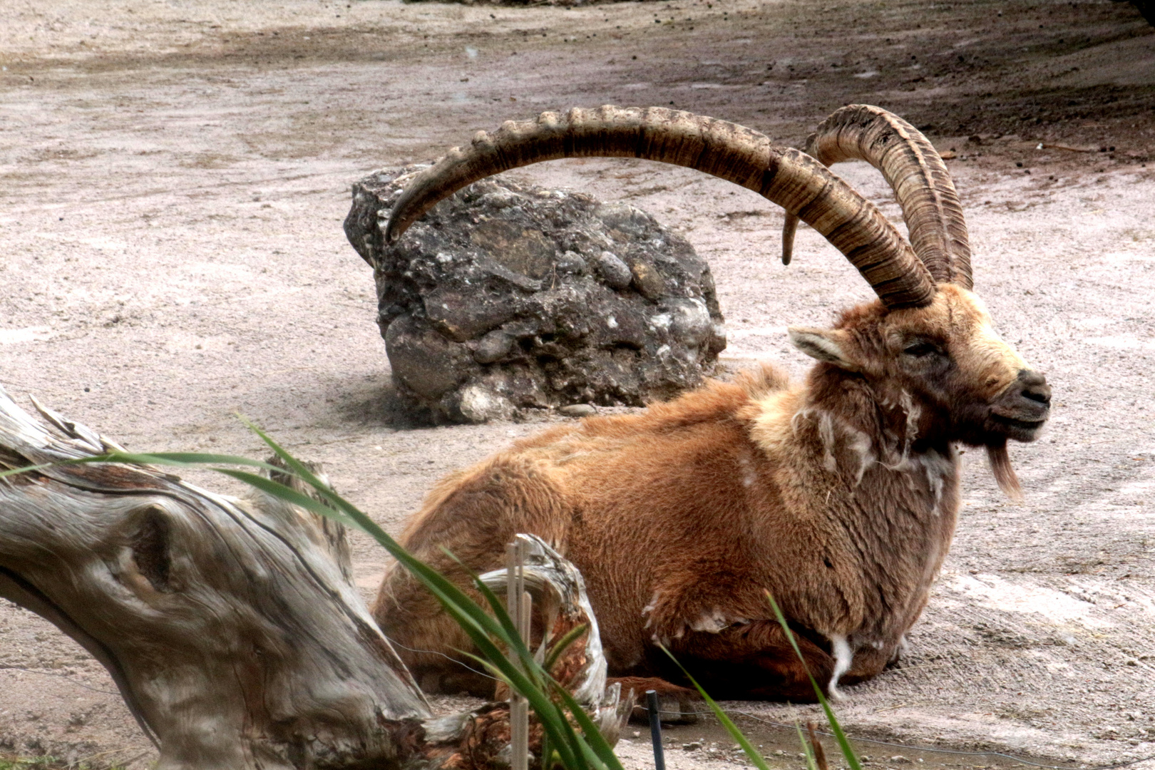 Steinbock