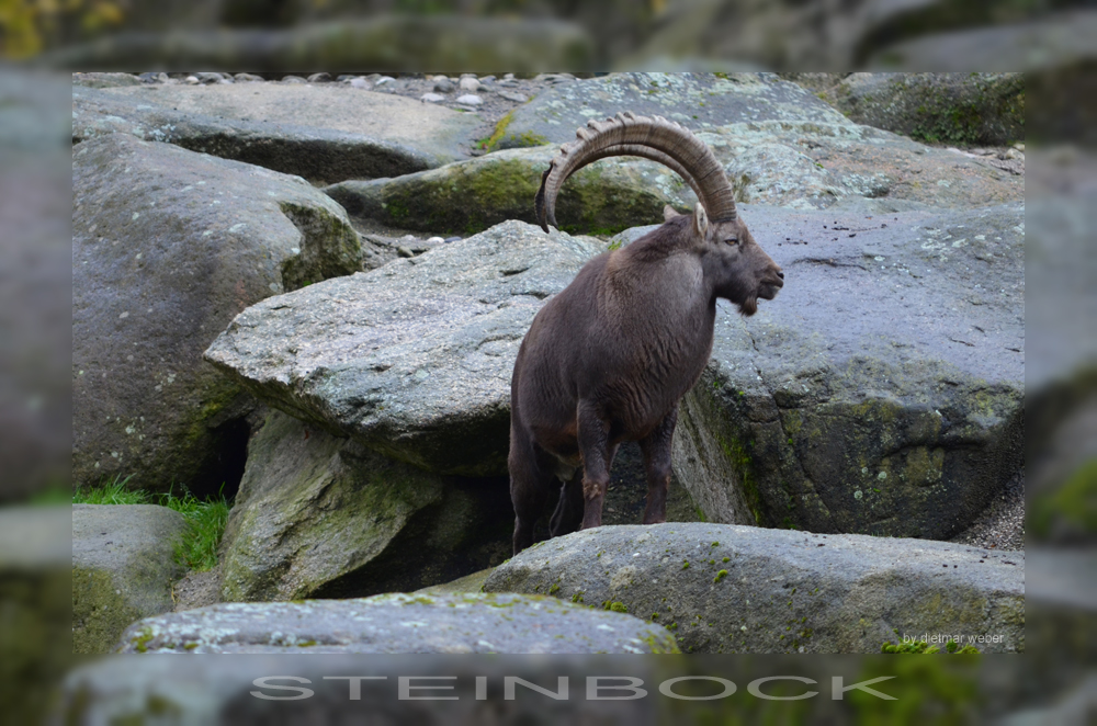 STEINBOCK