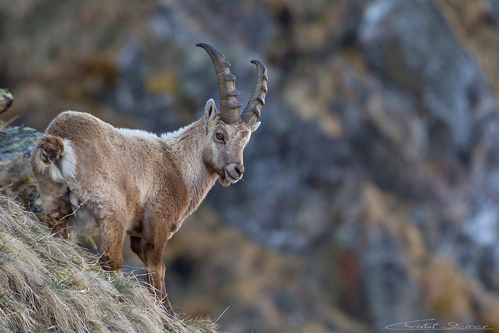 Steinbock