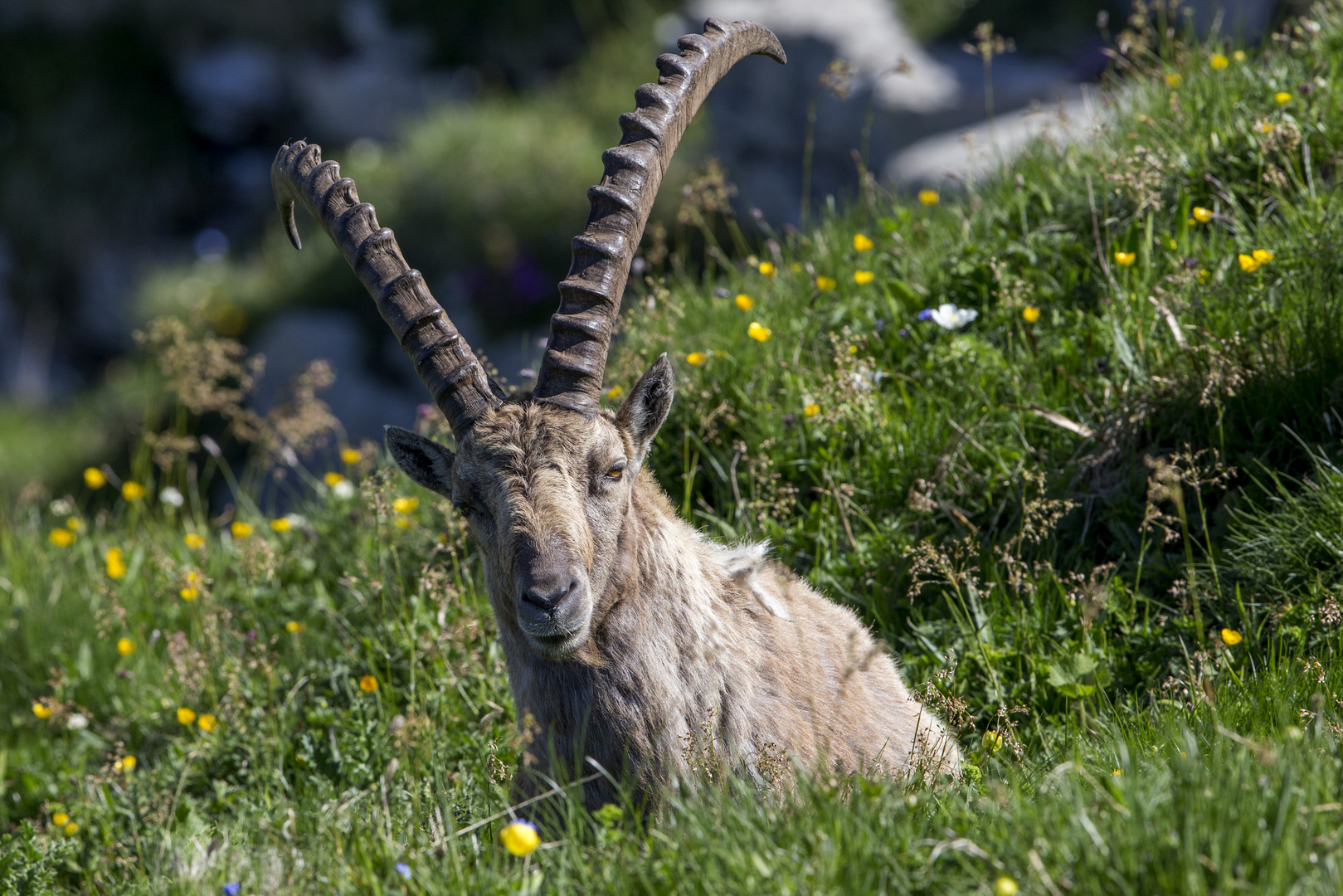 Steinbock