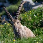 Steinbock