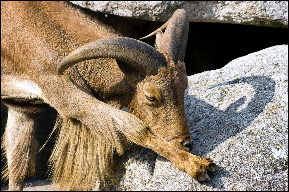 Steinbock #1