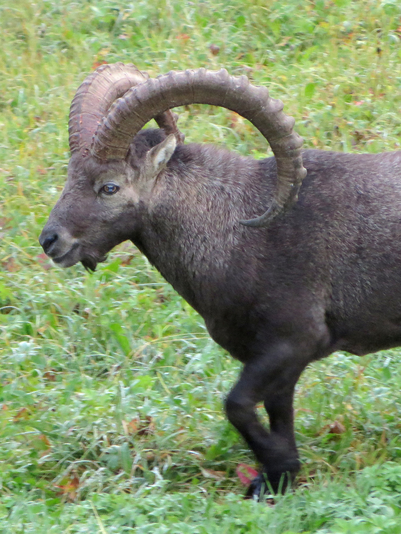 Steinbock