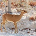 Steinbock