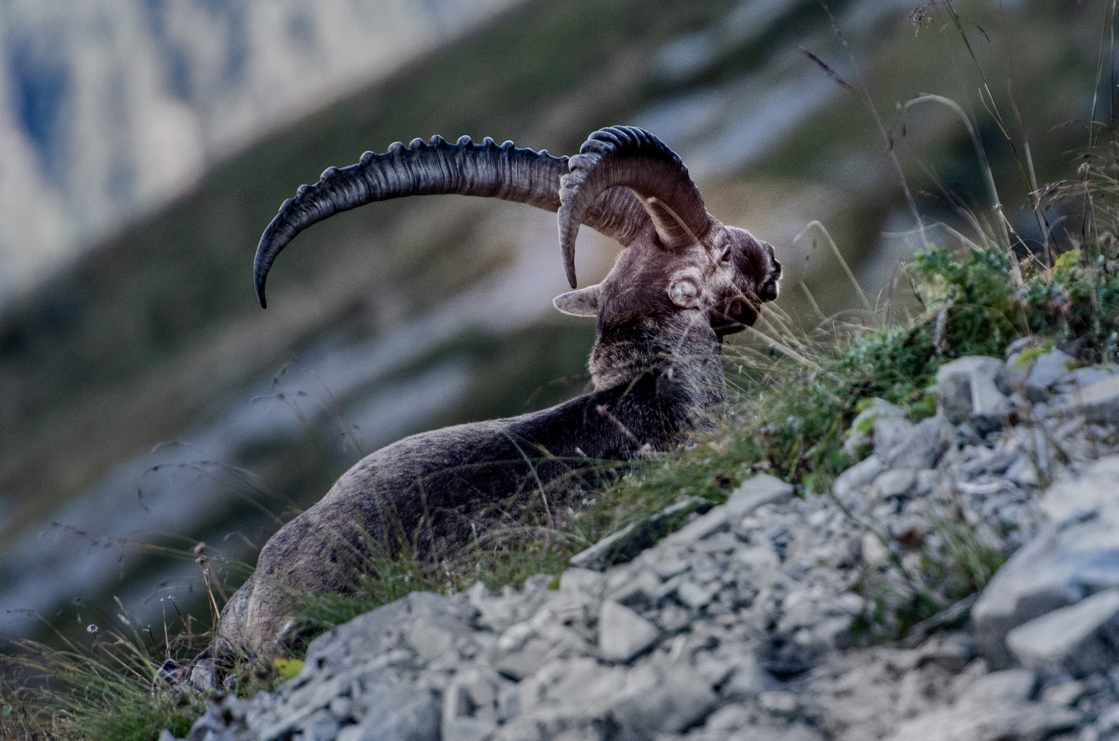 Steinbock