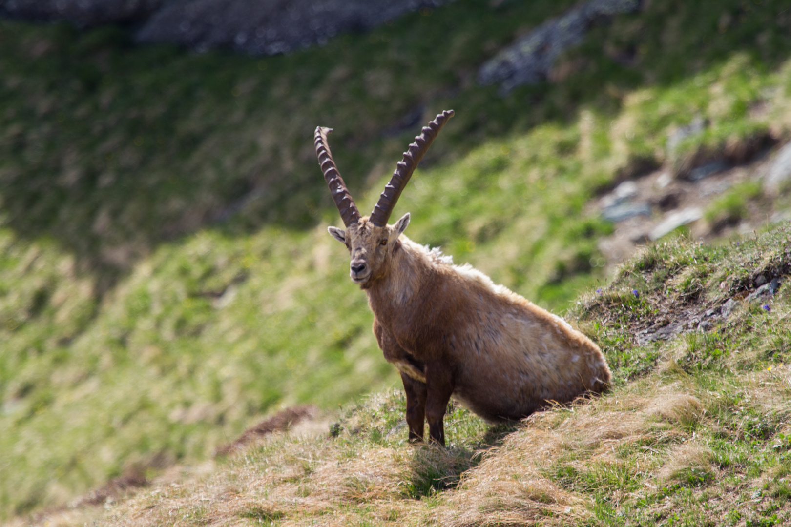 Steinbock