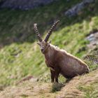 Steinbock