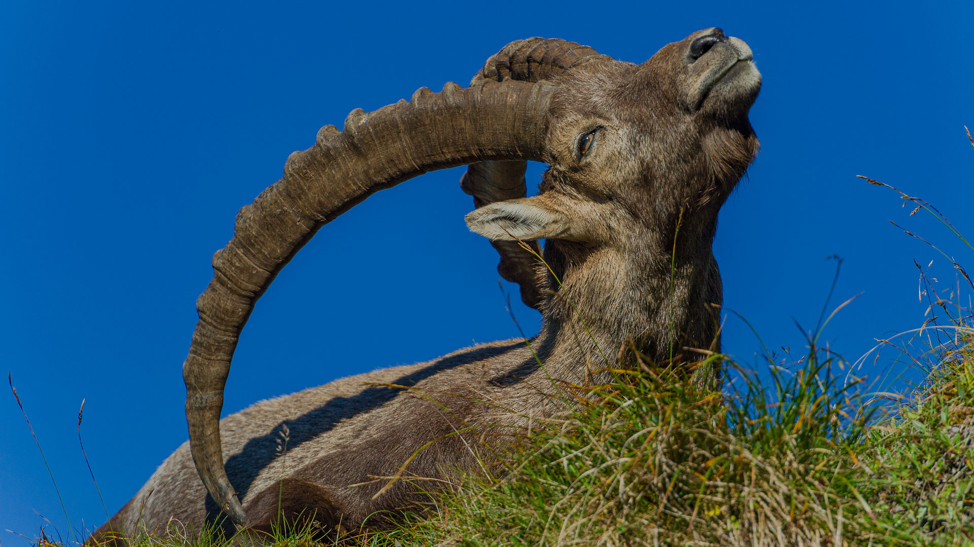 Steinbock