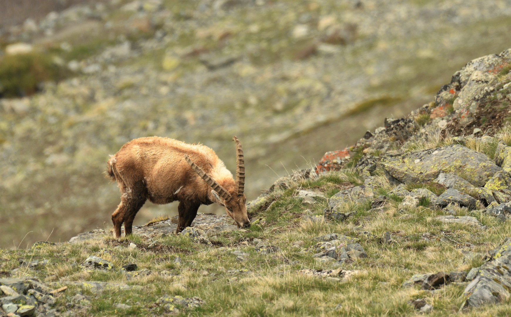 Steinbock