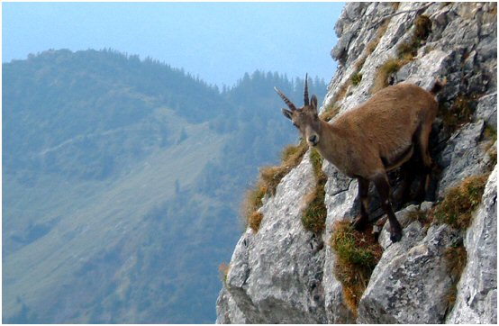 Steinbock