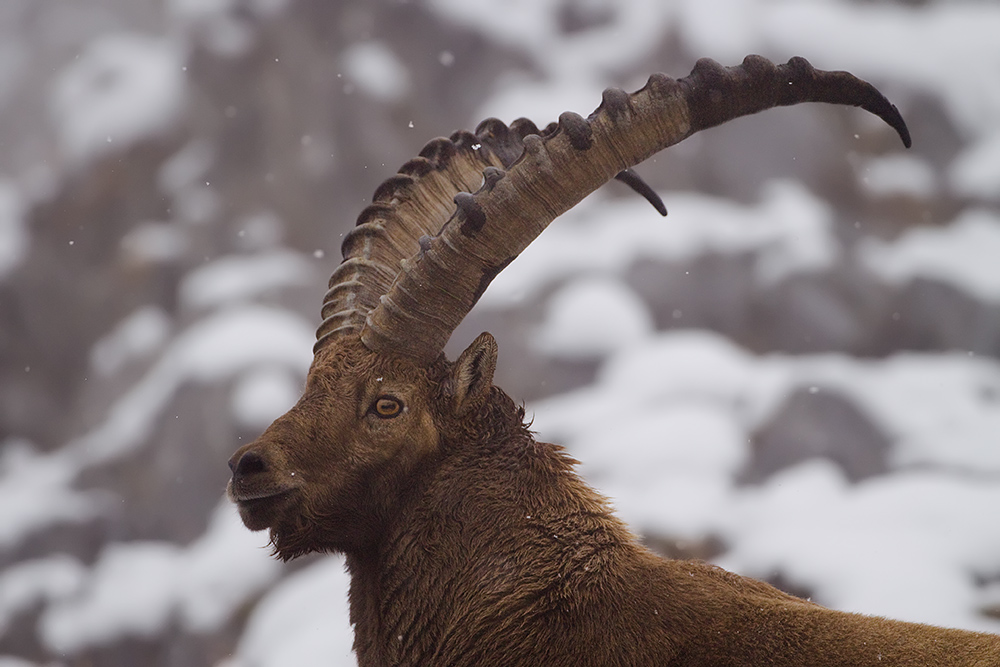 Steinbock