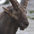 Steinbock