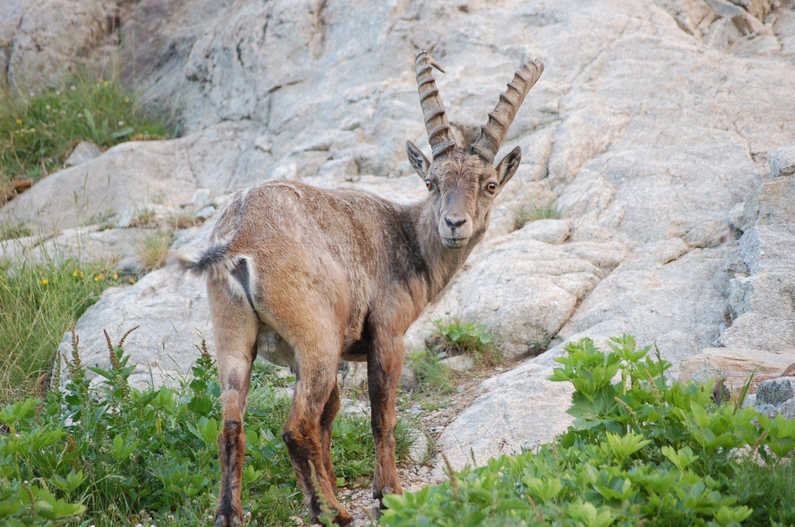 Steinbock