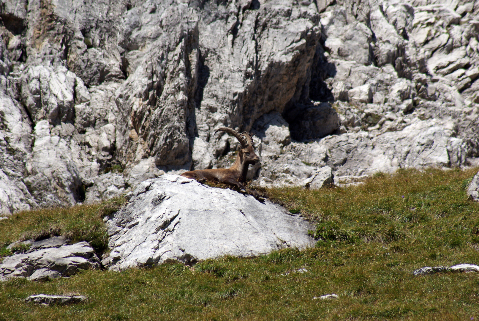 Steinbock 2