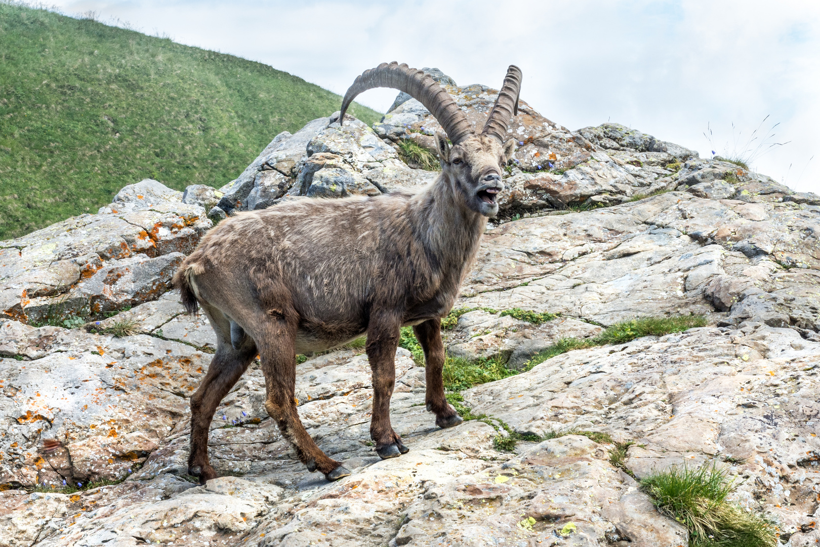 Steinbock 2