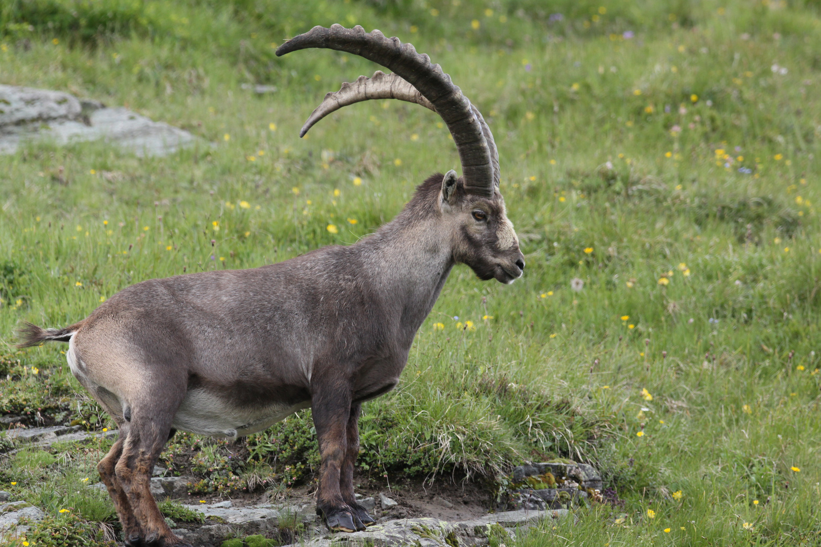 Steinbock 2, Hohe Tauern