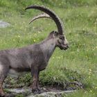 Steinbock 2, Hohe Tauern