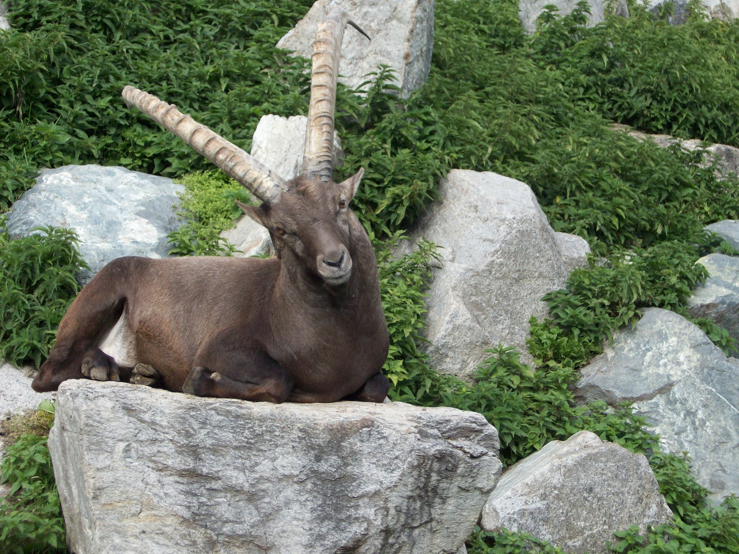 Steinbock 2009 - Manton bei Galtür/Austria