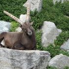 Steinbock 2009 - Manton bei Galtür/Austria