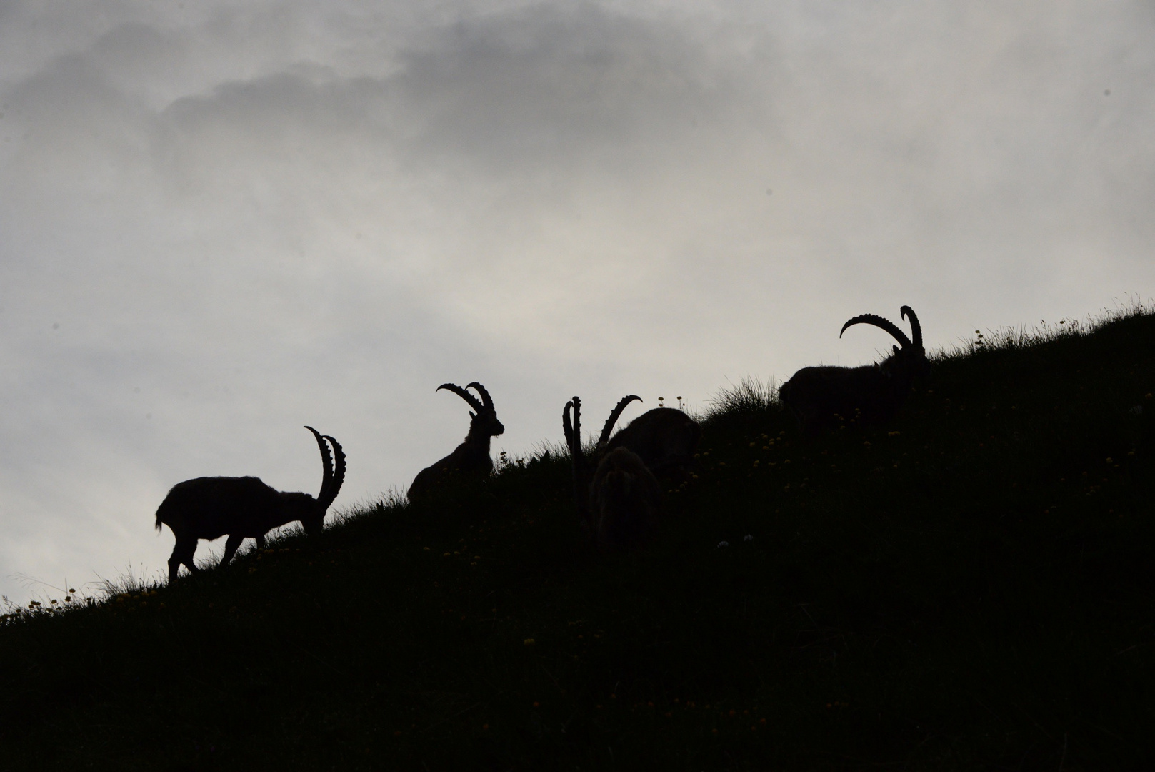 Steinbock