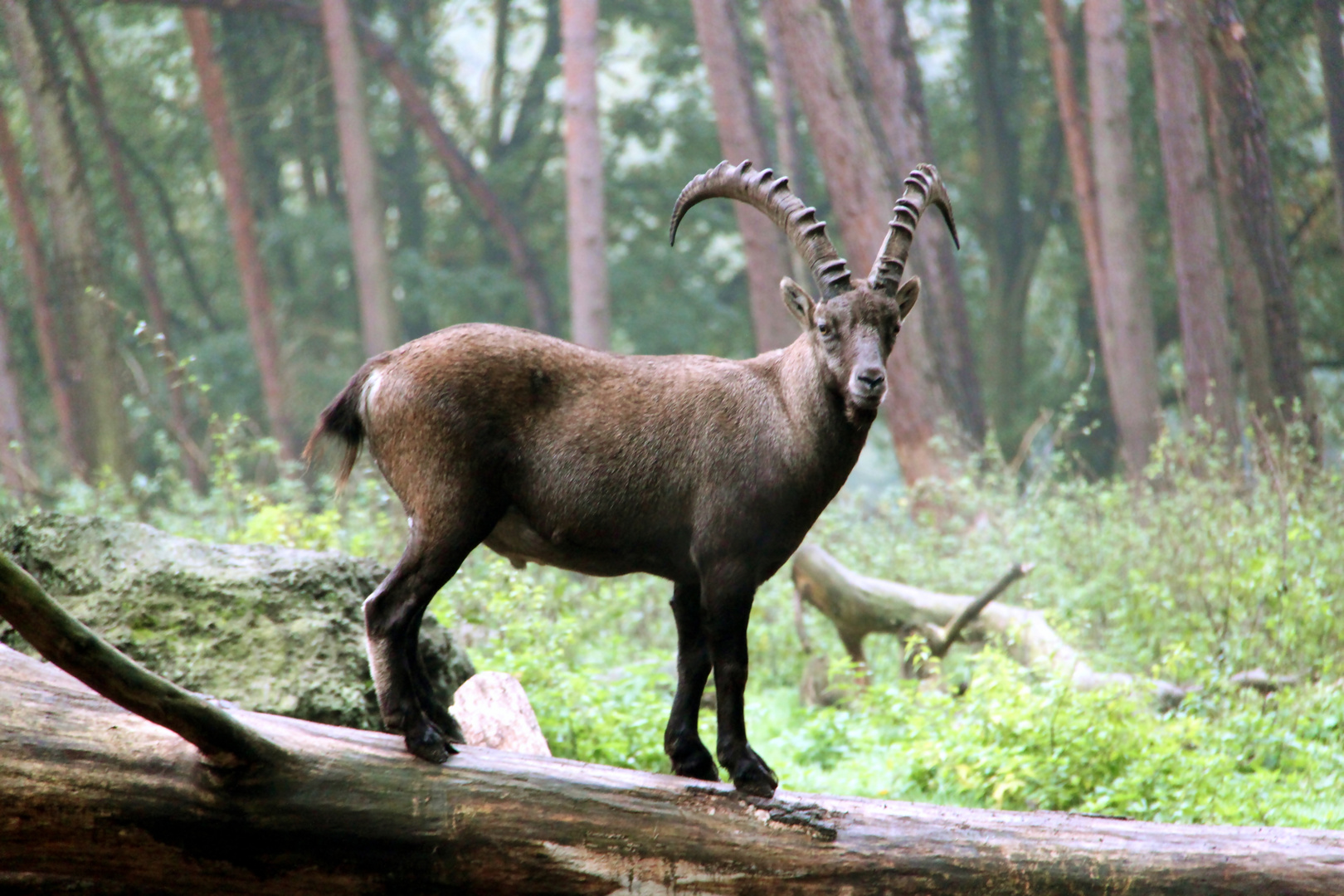 Steinbock