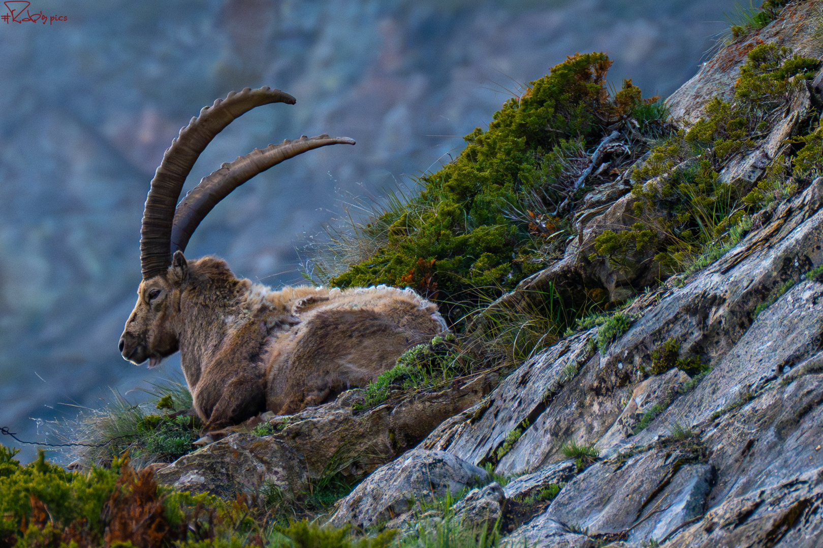 Steinbock 2200mü.M.