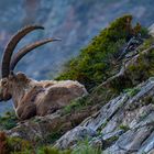 Steinbock 2200mü.M.