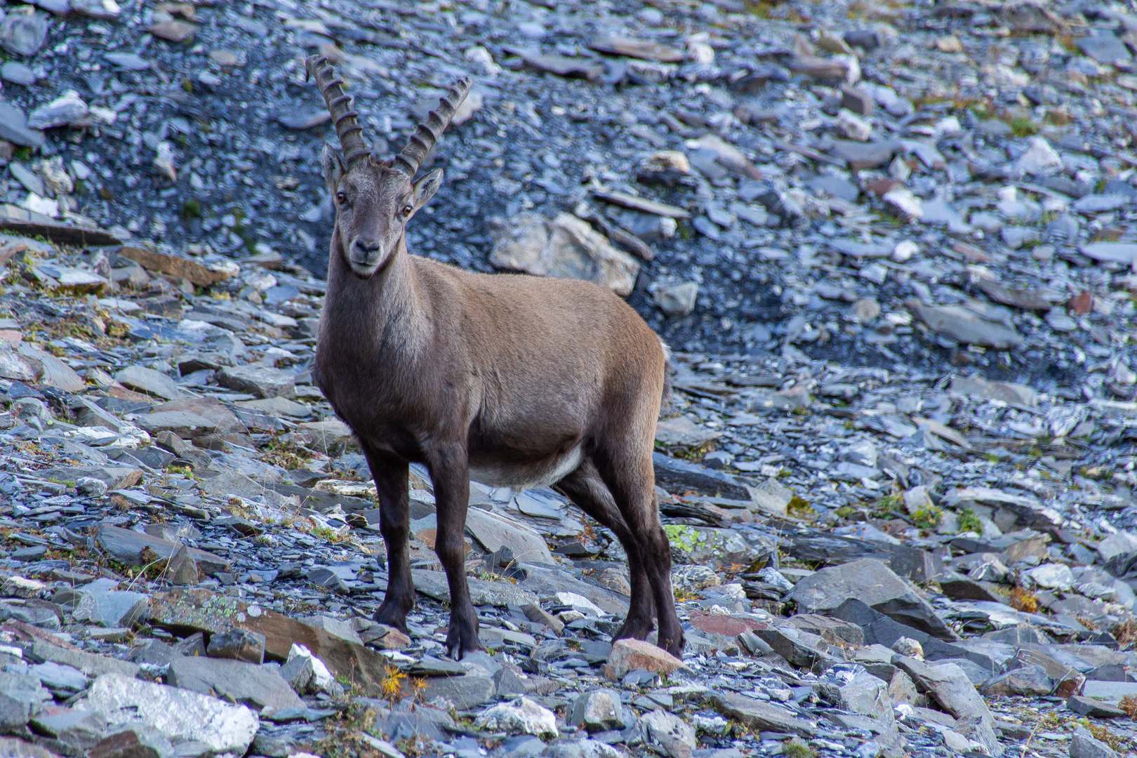 Steinbock