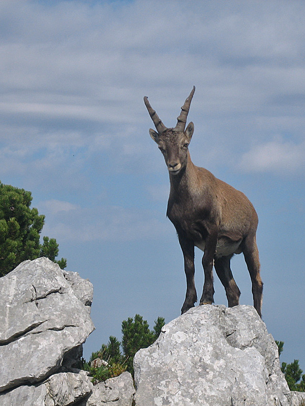 Steinbock