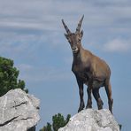 Steinbock