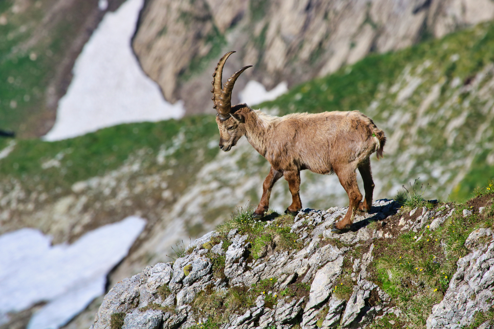 Steinbock