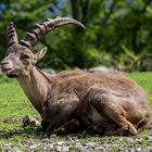 Steinbock