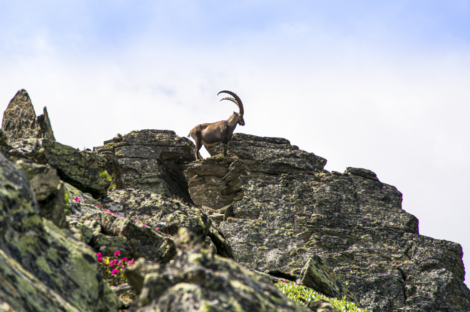 Steinbock