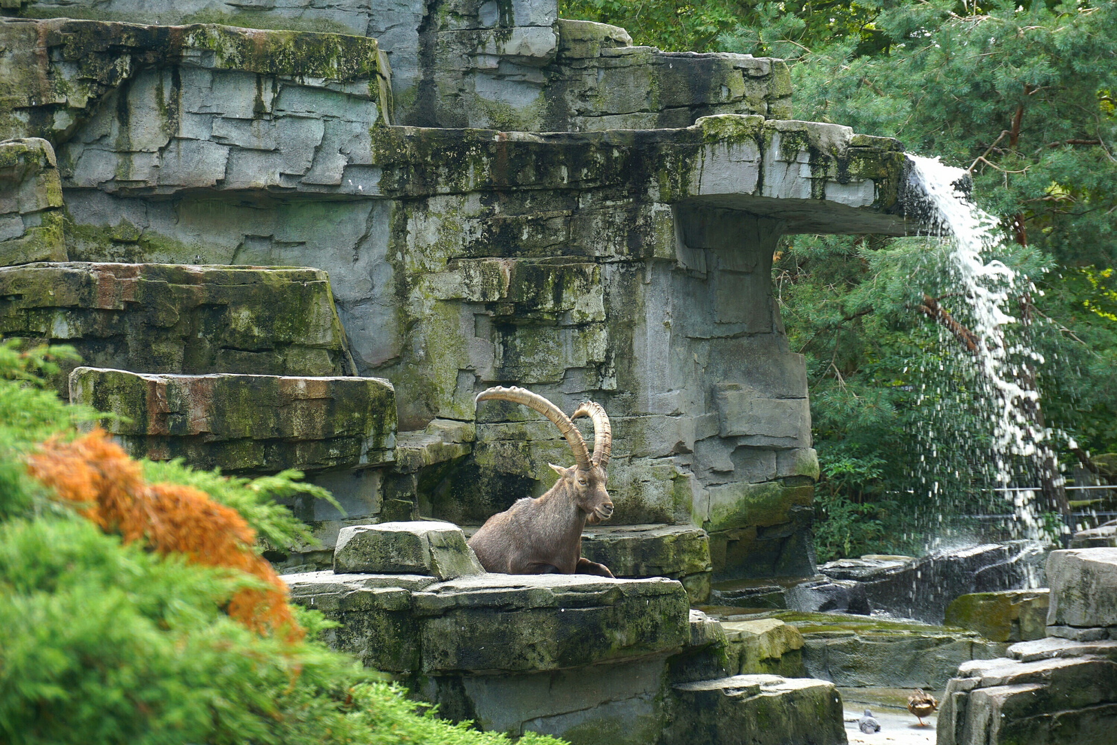 Steinbock