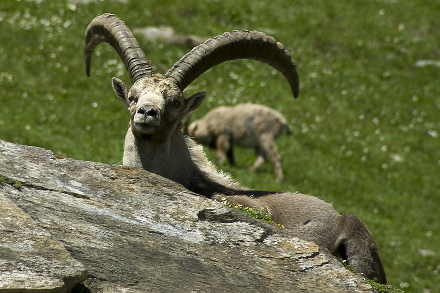 Steinbock