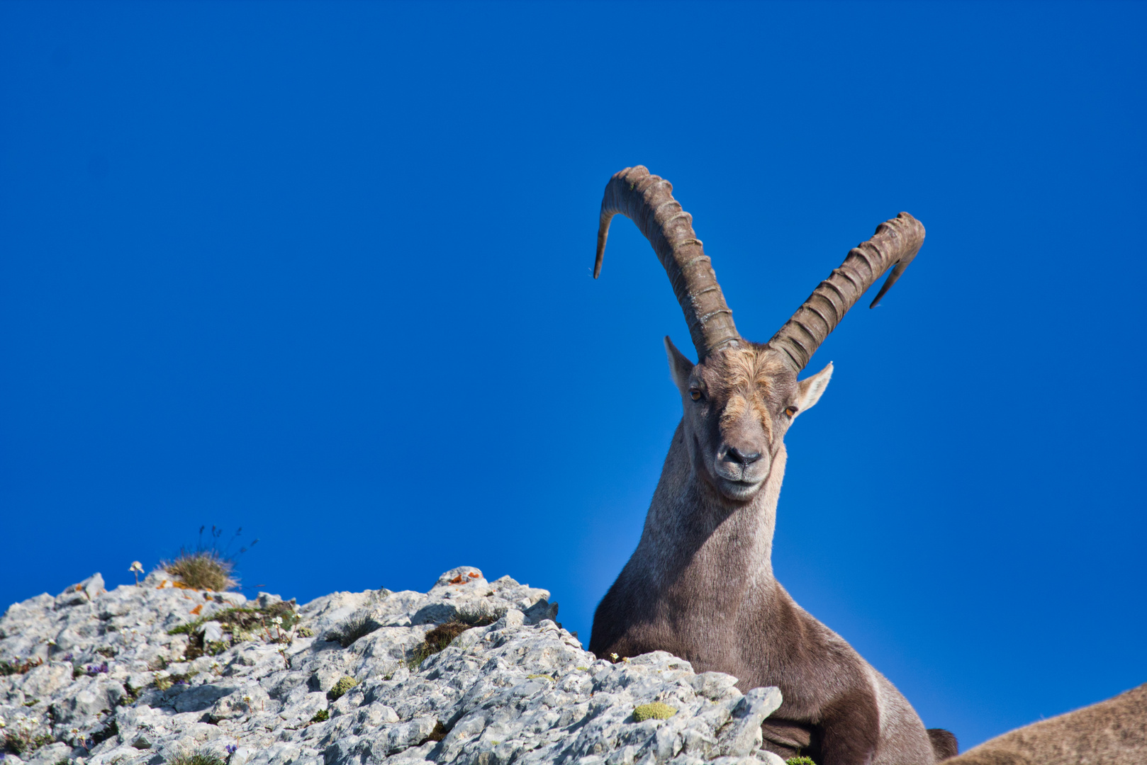 Steinbock