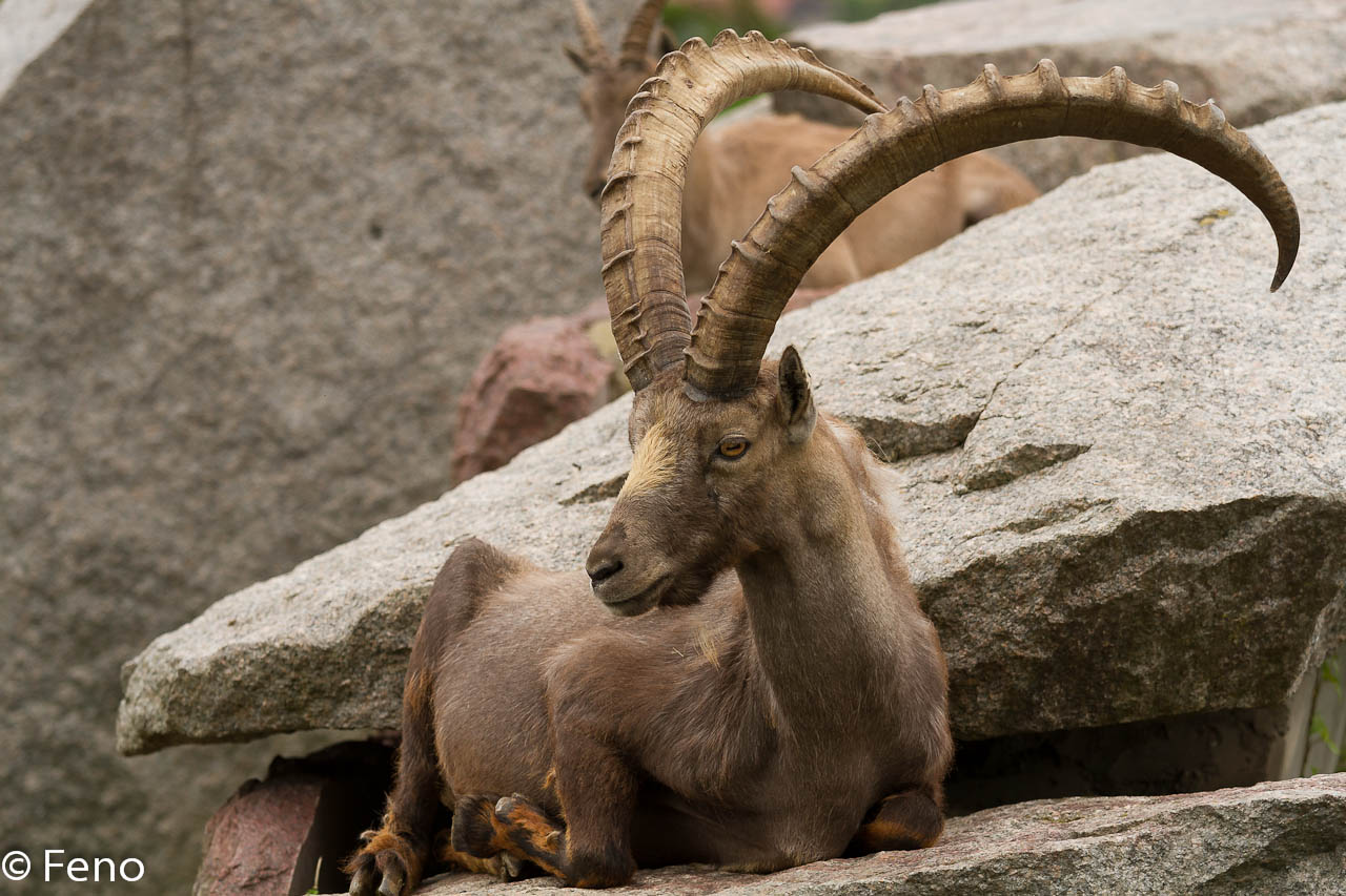 Steinbock