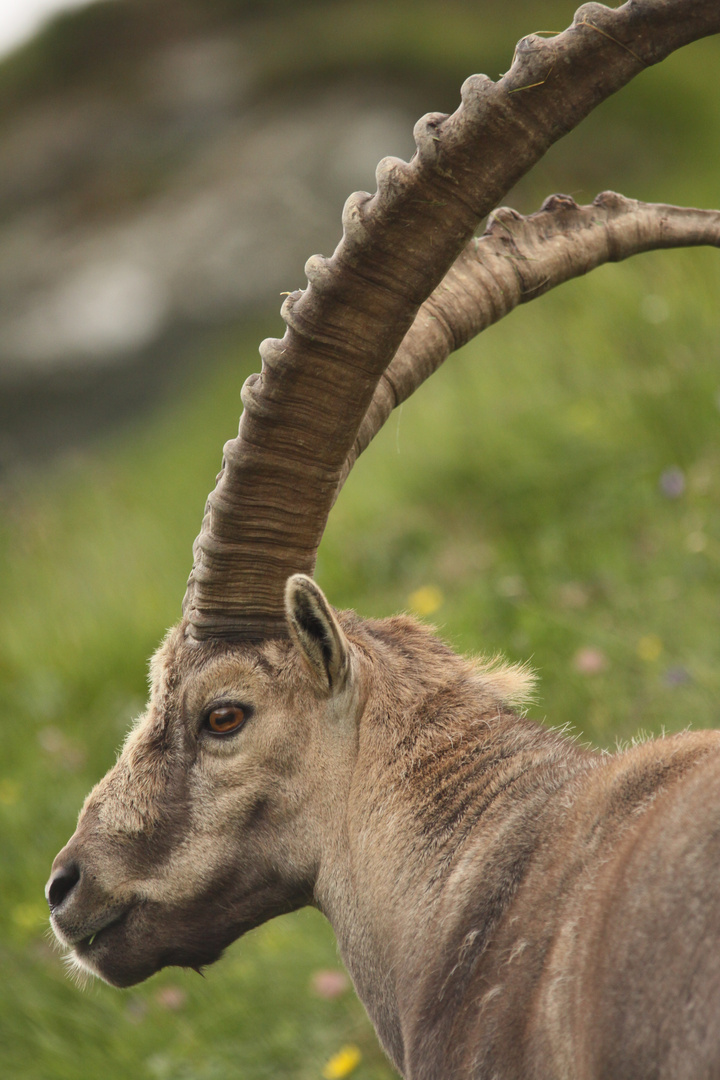 Steinbock 3 Portrait