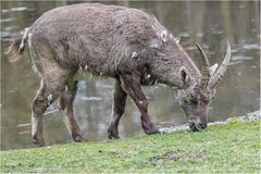 Steinbock