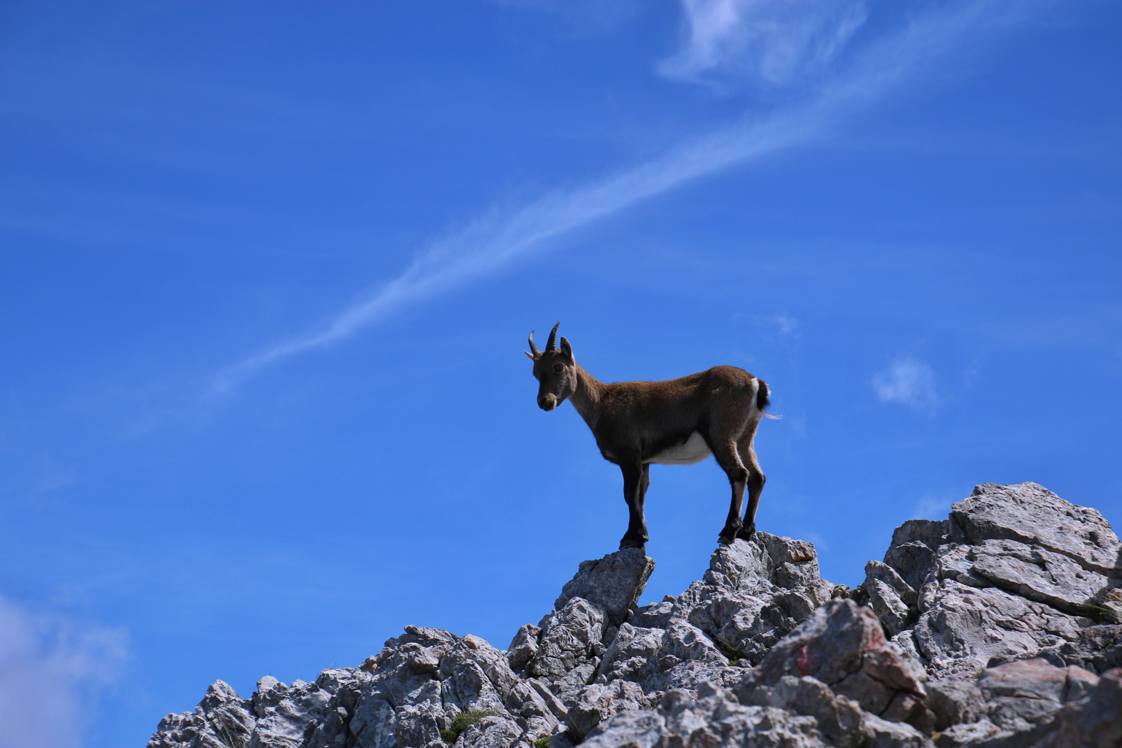 Steinbock