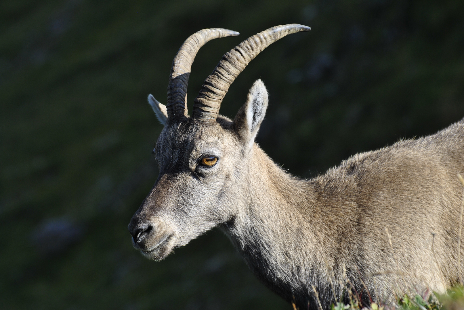 Steinbock