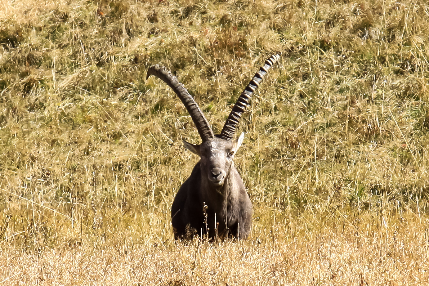 Steinbock