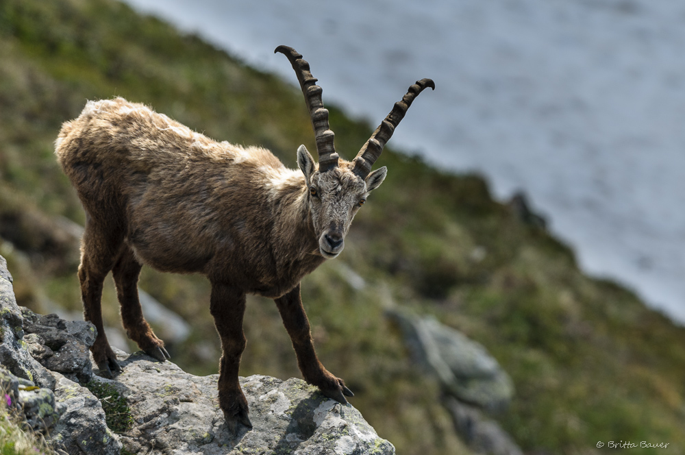 Steinbock